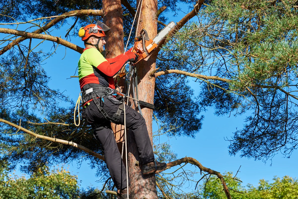 Tree Removal Service Alberta