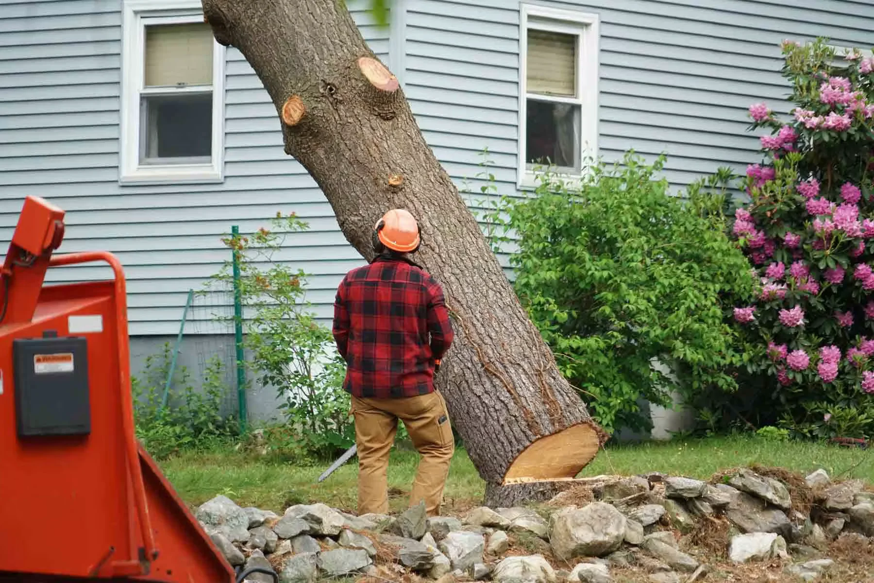 Tree Experts in Alberta, Canada