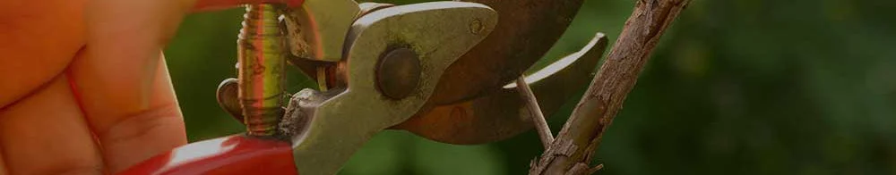 Tree Pruning Berlin, CT – Natural Systems